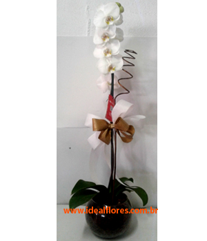 Cód: 5229 Orquídea  (Consultar cores Disponíveis)
